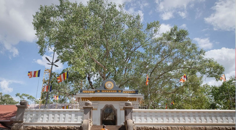 ஸ்ரீ மஹா போதிக்கு 5ஜி அலைக்கற்றையால் எந்த பிரச்சனையும் இல்லை: குழு அறிக்கை