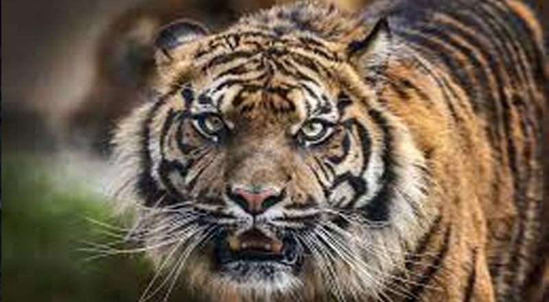 மலைப்புலியின் தாக்குதலுக்கு இலக்காகிய தோட்டத் தொழிலாளி  வைத்தியசாலையில்