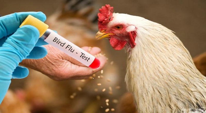 பிரேசிலில் 180 நாட்கள் விலங்குகள் சுகாதார அவசரநிலை பிரகடனம்