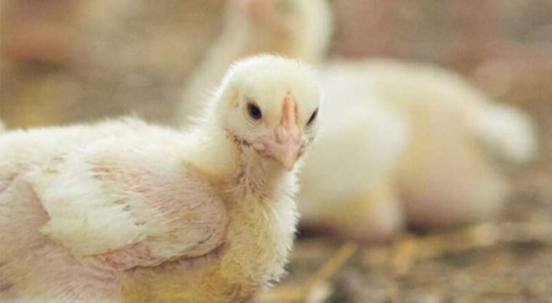 மாதத்திற்கு பன்றிகளுக்கு உணவாகும் 5000 கோழிக்குஞ்சுகள்