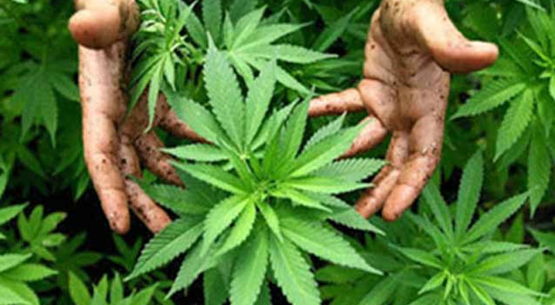 இலங்கையில்  கஞ்சா பயிர்செய்கையை மேற்கொள்ள அனுமதி?