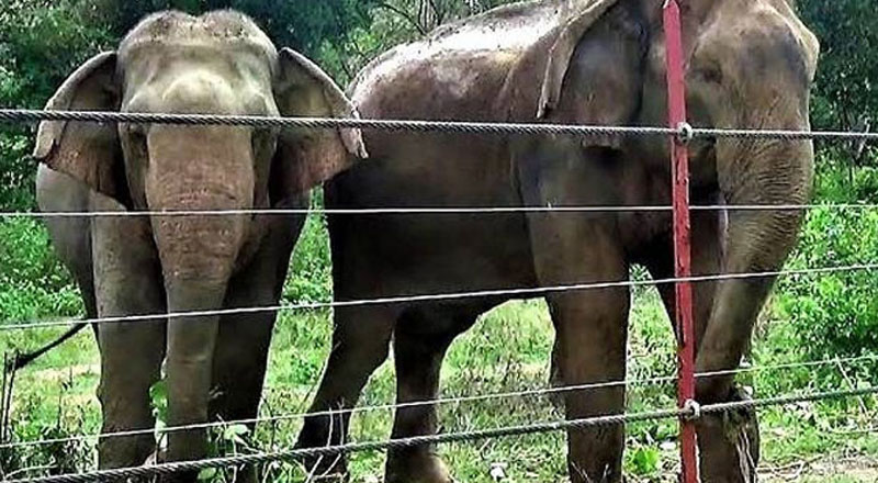 சர்வதேச கிரிக்கெட் மைதானத்தை அண்டிய பகுதிகளுக்கு காட்டு யானைகள் வராமலிருக்க நடவடிக்கை!