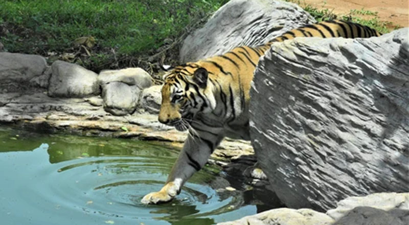 வங்காளப் புலி உயிரிழந்தமை தொடர்பில்   விசாரணை நடத்துமாறு கோரிக்கை