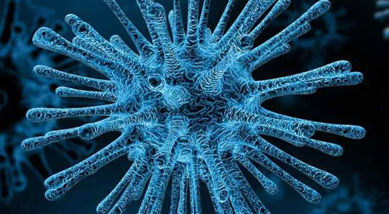 அமெரிக்காவின் வளைகுடா கடற்கரையில் ஆபத்தான பாக்டீரியா இனம்