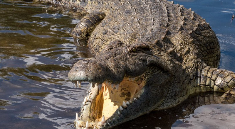 முதலை தாக்கி ஒருவர் உயிரிழப்பு