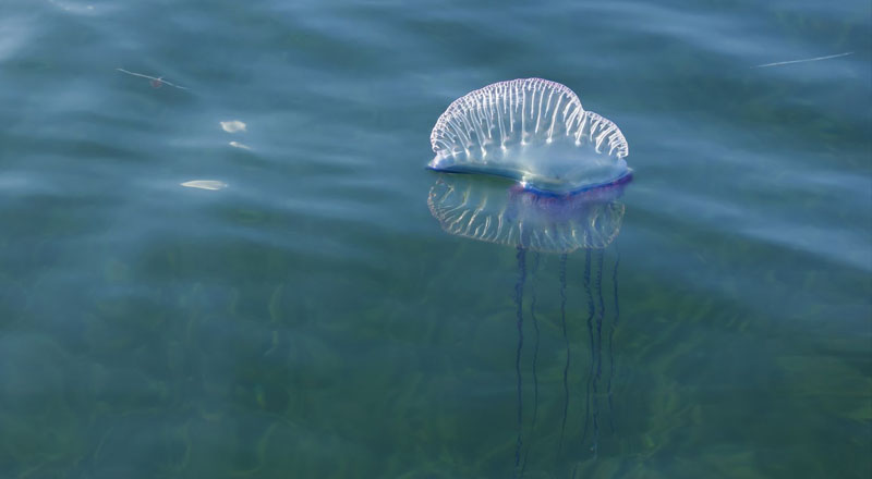 தெற்கு மற்றும் தென்மேற்கு கடற்கரைகளில் விஷ ஜந்துக்கள் குறித்து எச்சரிக்கை