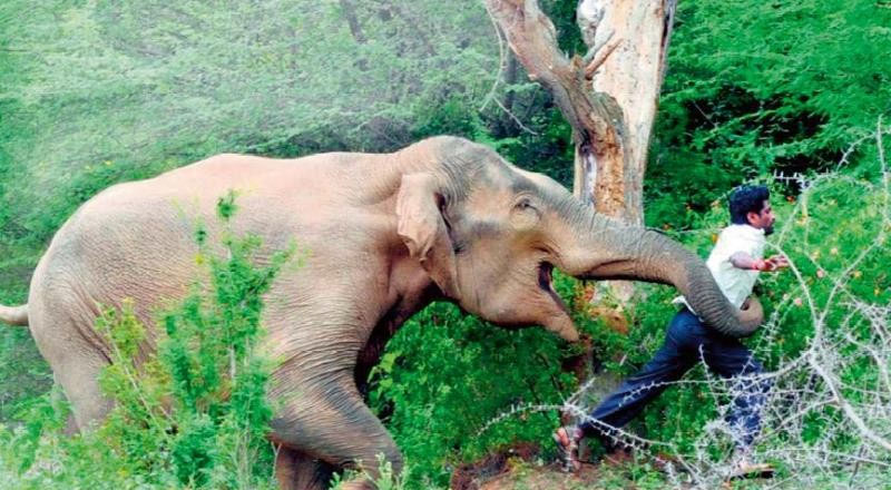 திட்டமிடல் மற்றும் கடன் விதிமுறைகளால் வளர்க்கப்பட்ட யானை-மனித மோதல்