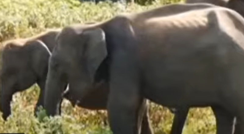 காட்டு விலங்குகளை துன்புறுத்திய சஃபாரி ஜீப் சாரதிகளை கைது செய்ய நடவடிக்கை