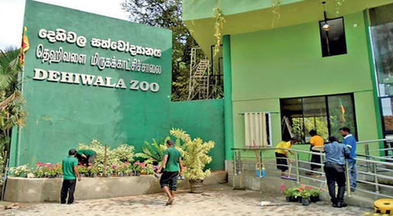 தாய்லாந்தில் இருந்து தெஹிவளை மிருகக்காட்சிசாலைக்கு வரவுள்ள விருந்தினர்