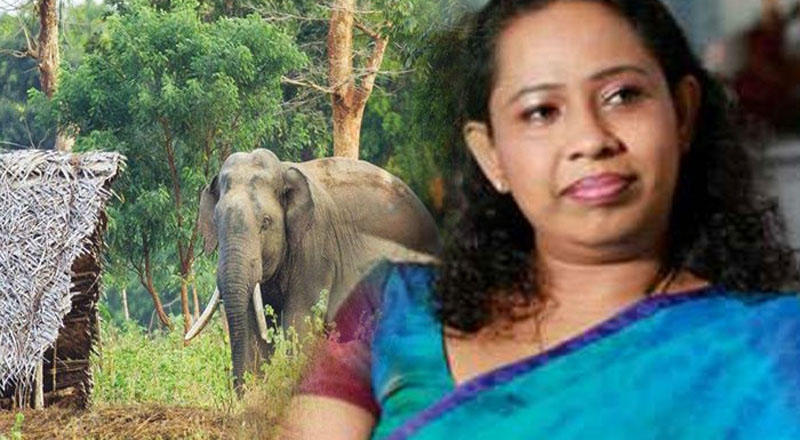 யானை - மனித மோதலை தீர்க்க தேசிய கொள்கை அவசியம்: அமைச்சர் பவித்ரா