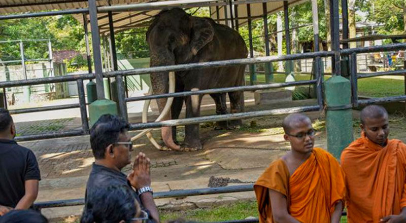 தாய்லாந்தினால் மற்றுமொரு யானைக்கு மருத்துவ உதவி!