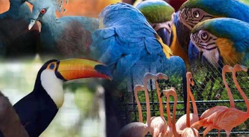 அதிக விலை கொடுத்து பறவைகளை வாங்க வேண்டியதால்  17 மில்லியன் இழப்பு