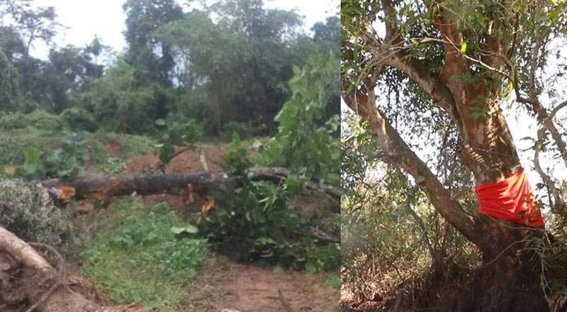 இலங்கையில் பெரும் சர்ச்சையை ஏற்படுத்திய மரம்!