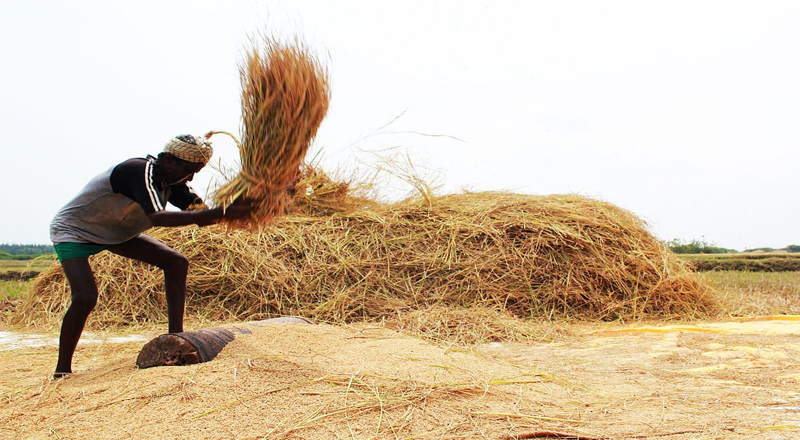 கிளிநொச்சியில் சிறுபோக நெற்கொள்வனவு ஆரம்பம்