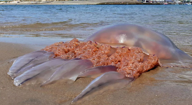 தெற்கு கடற்கரையில்  பரவியுள்ள விஷ ஜந்து குறித்து எச்சரிக்கை