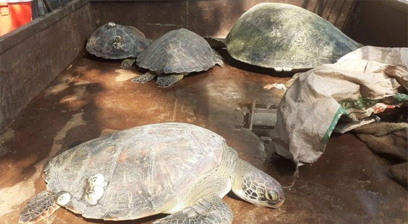 நட்சத்திர ஹோட்டல்களுக்கு இறைச்சிக்காக ஆமைகளை எடுத்துச் சென்ற நபர்கள் யாழில் கைது