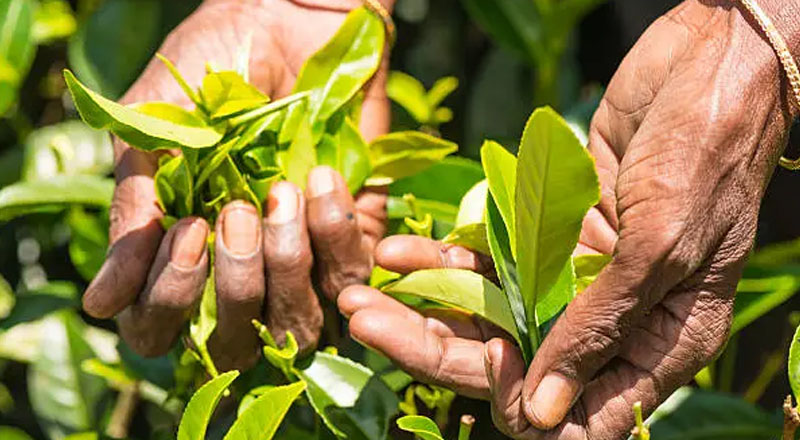 மீண்டும் பண்டமாற்று முறைமை: எண்ணெய்க்கு  பதிலாக தேயிலை