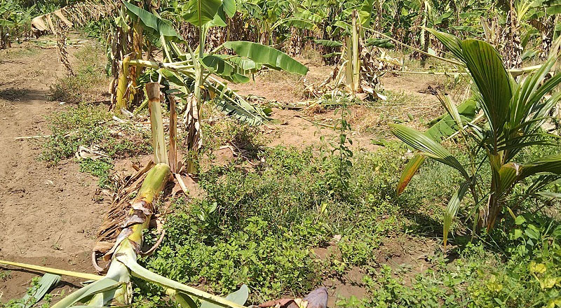 கடும் வறட்சிக்கு நடுவில் காட்டு யானைகளின் தொல்லை!