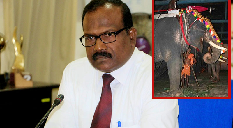 யாழில் உற்சவங்கள் விழாக்களில் யானைகளுக்கு தடை!