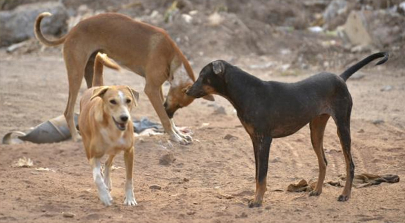 தெருநாய்களால் ஏற்படும் தொல்லைக்கு யார் பொறுப்பு?