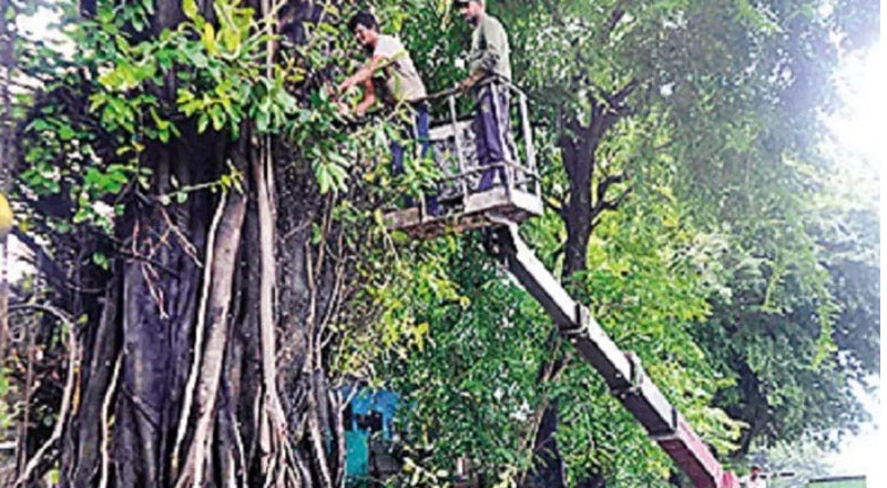 கொழும்பில் உடனடியாக அகற்றப்பட்ட பாரிய மரங்கள்!