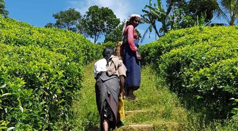 இந்தியத் தமிழரின் அடையாளத்தை மாற்றும் முயற்சி: “மலையகத்தின் மிகப்பெரிய தொழிற்சங்கம் எதிர்ப்பு”