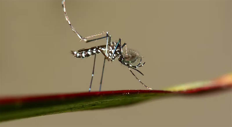 பிரான்ஸில் டெங்கு நுளம்பின் பரவல் தீவிரம்