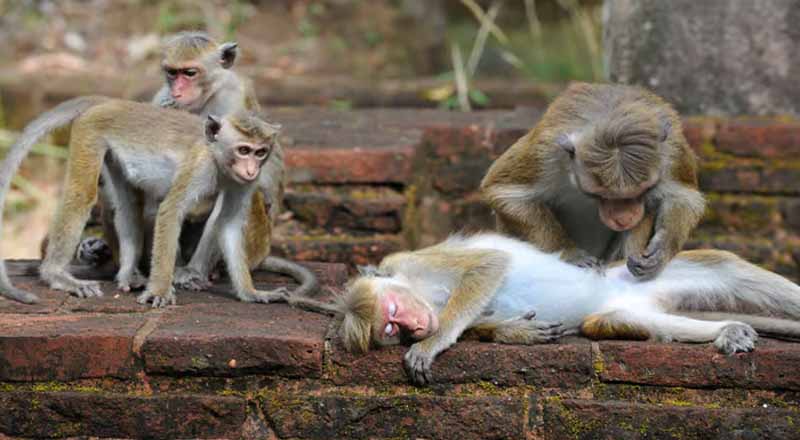 இலங்கையில் குரங்குகளுக்கும் கருத்தடை சாதனம் அறிமுகம்!