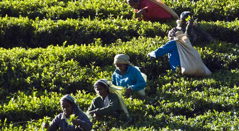 தேயிலை செய்கை தொடர்பில் இரண்டு அரசாங்க நிறுவங்கள் எடுத்த தீர்மானம்!