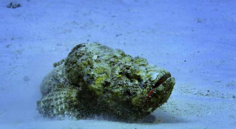 இலங்கையில் மீன்கள் தொடர்பில் மக்களுக்கு விடுக்கப்பட்டுள்ள எச்சரிக்கை!