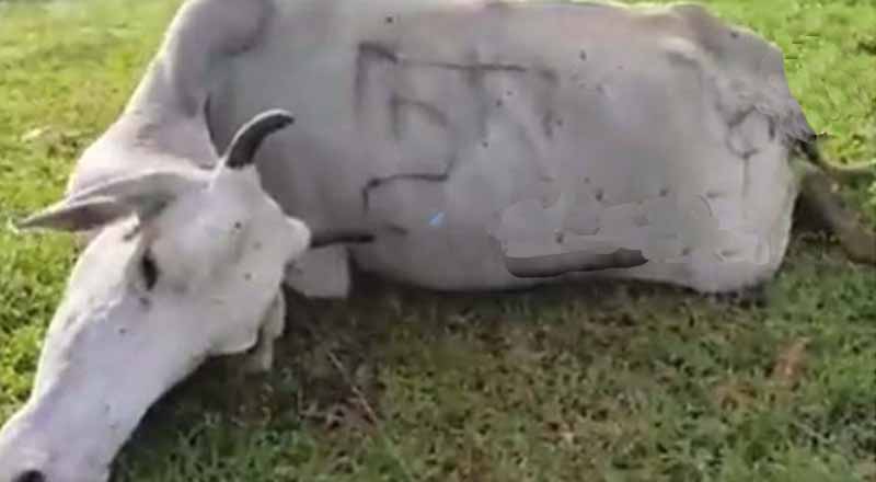 மயிலத்தமடுவில் மின்சார வேலியில் சிக்கி பசுமாடு உயிரிழப்பு!