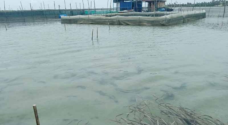 வடக்கில் ஆபத்தை உருவாக்கவுள்ள கடலட்டை பண்ணைகள்! நடவடிக்கை எடுக்குமா அரசாங்கம்