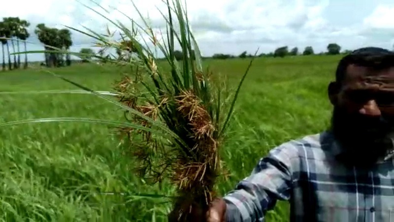 நெற்செய்கையில் பாரிய தாக்கத்தை ஏற்படுத்தியுள்ள பூச்சி இனம் - கவலையில் விவசாயிகள்!