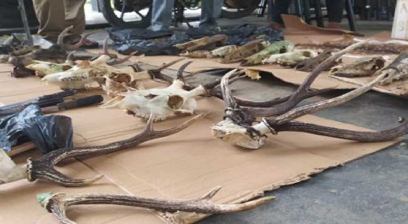 சட்டவிரோதமாக விலங்குகளை வேட்டையாடிய இருவர் கைது