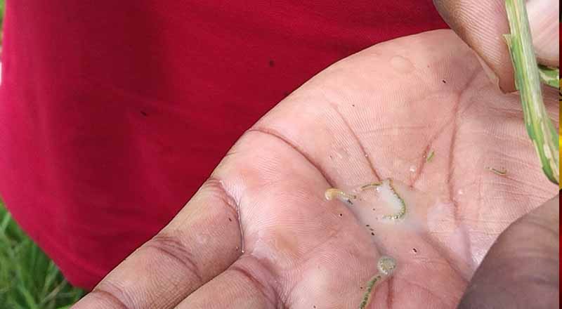 கிளிநொச்சி விவசாயிகளுக்கு ஏற்படும் சிக்கல் நிலை! அதிகரிக்கும் நோய்த் தாக்கம்