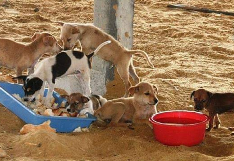 மூடப்பட்டது யாழ்ப்பாணத்தில் உள்ள நாய்கள் சரணாலயம்!