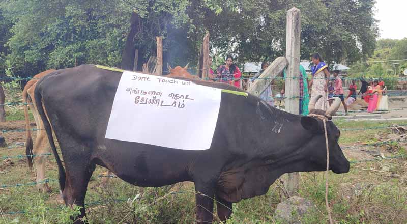 எங்களை பட்டினி போட வேண்டாம்! பதாதைகளை மாட்டில் தொங்கவிட்டவாறு பட்டிப் பொங்கல்!