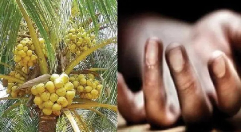 இளநீர் பறிக்க முற்பட்ட பாடசாலை மாணவருக்கு நேர்ந்த கதி