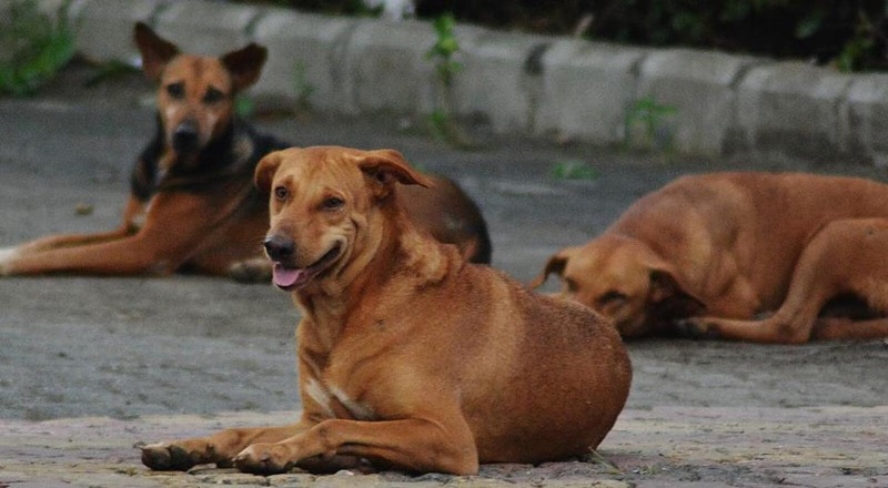 கடந்த 3 ஆண்டுகளில் 69 பேர் வெறிநாய்க்கடியால் பலி - சுகாதார அமைச்சர்