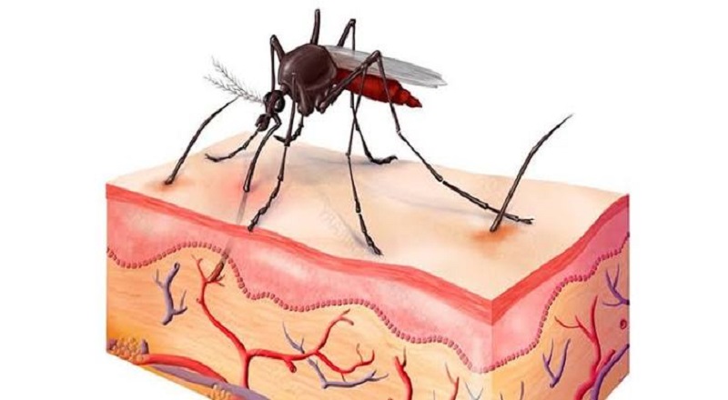 நுளம்புக்கடியிருந்து பாதுகாப்பு: சிறுவர்களை முன்பள்ளிகளுக்கு அனுப்பும்போது கவனிக்க வேண்டியவை!