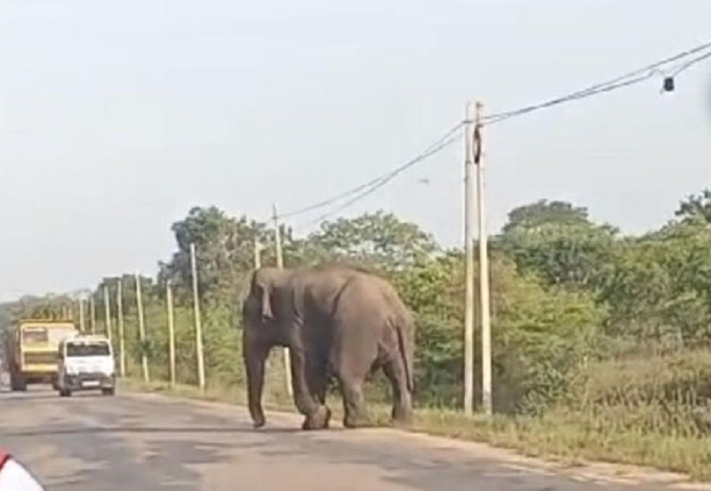 நோயாளர் காவு வண்டியை வழிமறித்து யானைகள் அட்டகாசம்!