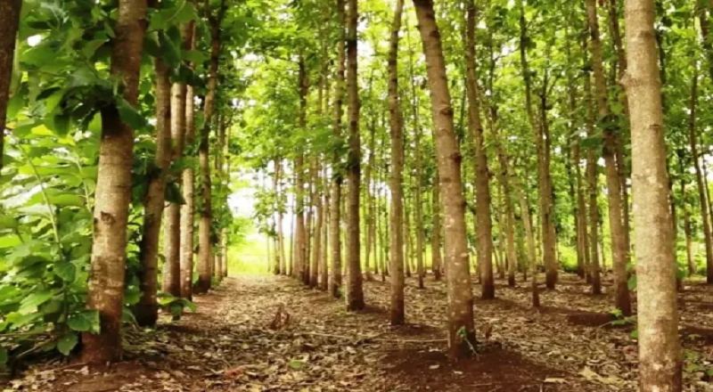 தேக்கு மரத் தோட்டத்தில் நடந்த கைகலப்பு - ஒருவர் பலி