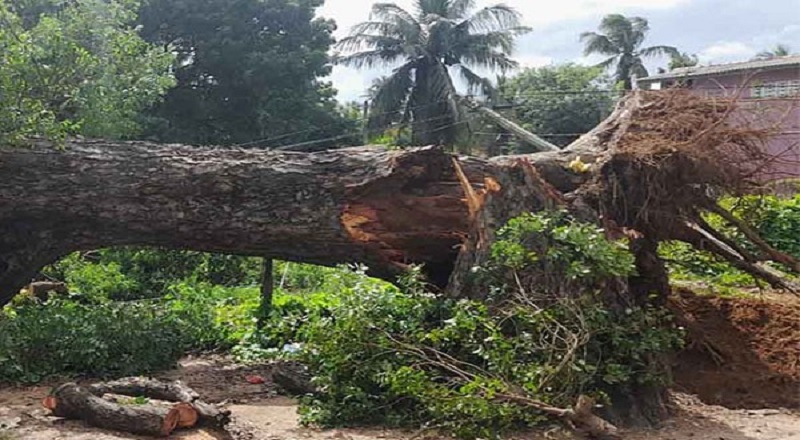 பலத்த காற்றால் முறிந்த பாரிய மரம்: வாகன சாரதிகளுக்கு எச்சரிக்கை