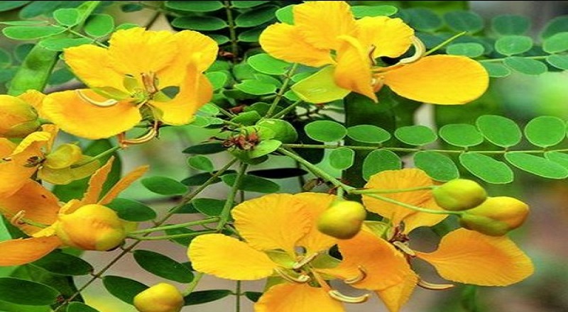 ஆவாரம் இலையின் மருத்துவம் என்ன என்று தெரியுமா ?