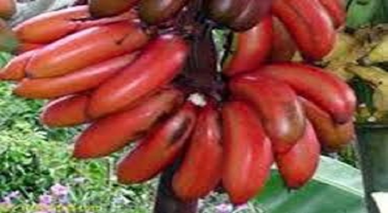 செவ்வாழை' சாப்பிடுவதற்கு சிறந்த நேரம் எது தெரியுமா?