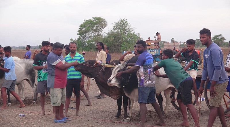 மன்னாரில் சிறப்பாக இடம்பெற்ற தமிழர்களின் பாரம்பரிய விளையாட்டுக்களின் ஒன்றான இரட்டை மாட்டுவண்டி சவாரி போட்டி