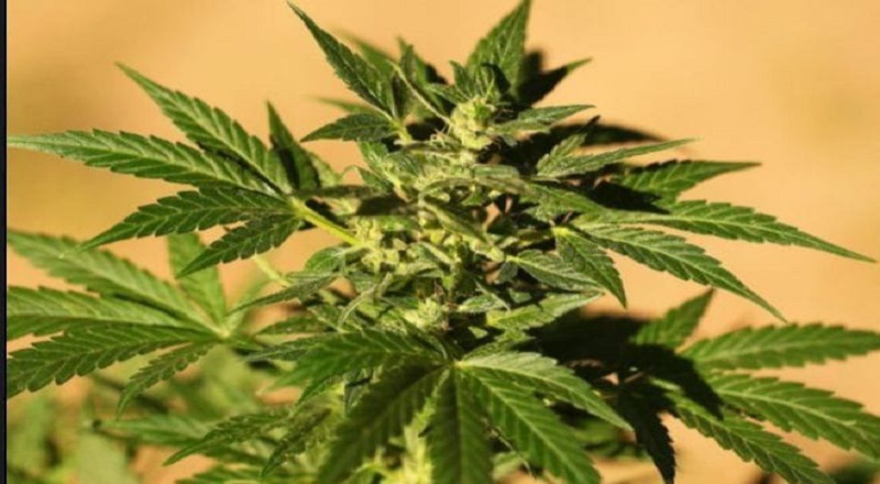 தனமல்வில பகுதியில் கஞ்சா செய்கை சுற்றிவளைப்பு: மூவர் கைது !