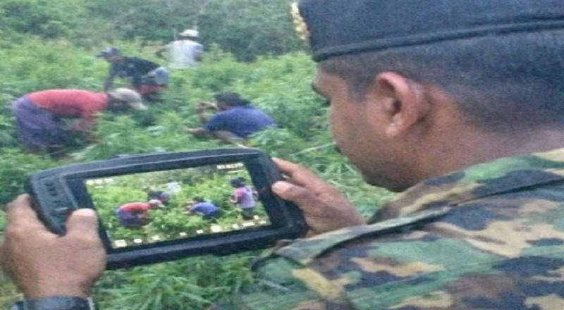 உடவளவை வனப்பகுதியில் ஐந்து பெரிய அளவிலான கஞ்சா சேனைகள் அழிப்பு!