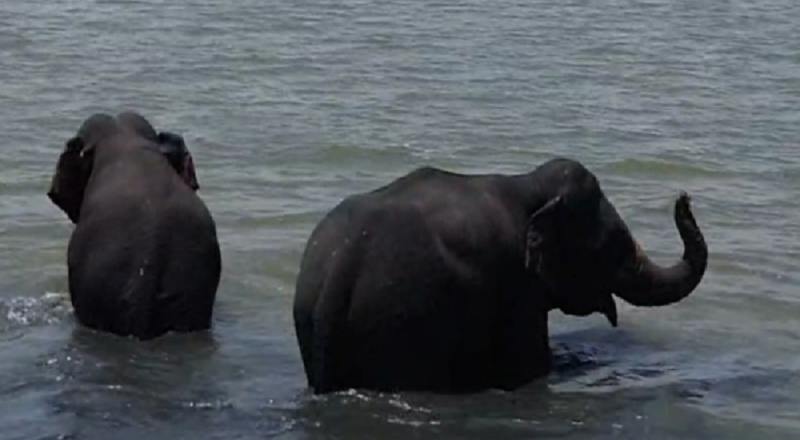 மட்டக்களப்பு வாவியோரம் காட்டு யானைகள் அட்டகாசம்: மக்கள் பீதி!