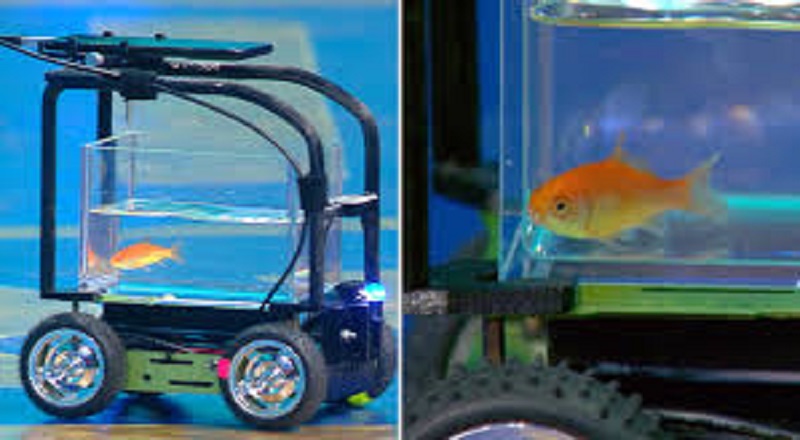 கின்னஸ் சாதனை படைத்த தங்கமீன்: நிலத்தில் வாகனம் ஓட்டி அசத்தல்!